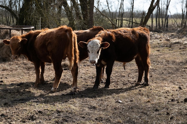 Foto vacas castanhas em pé em um campo de grama seca