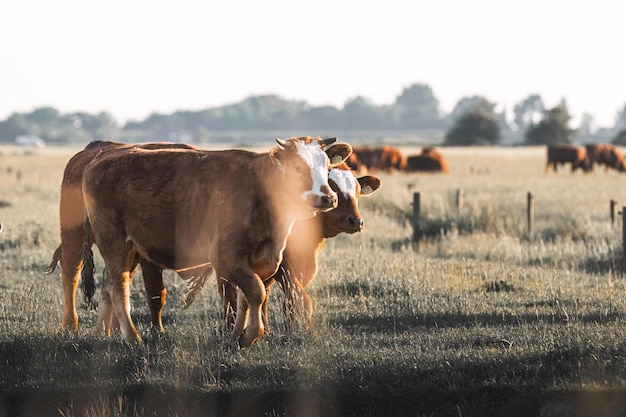 Foto vacas castanhas pastam num prado