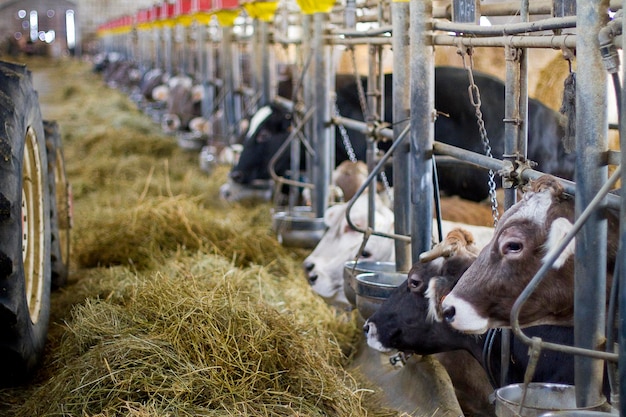 Foto vacas en el cobertizo