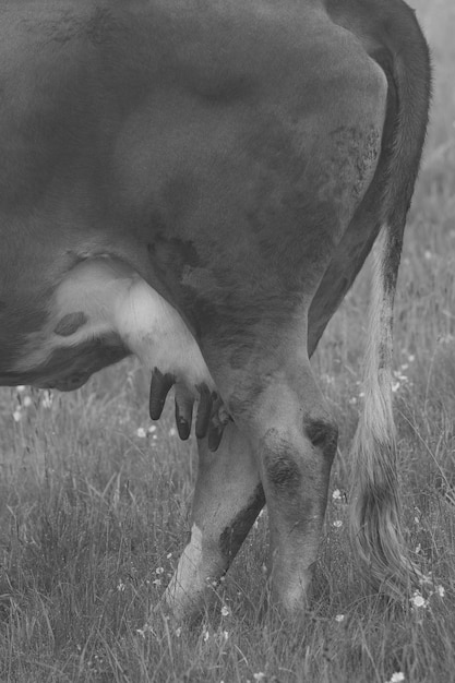 Las vacas de color oscuro pastan en los prados de los Cárpatos de Ucrania