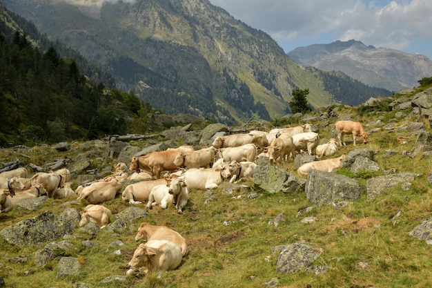 Vacas com sinos no pescoço pastam no alto das montanhas dos Pirineus