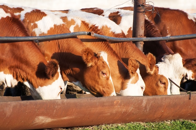 Las vacas comen comederos de ensilaje antes del ordeño vespertino