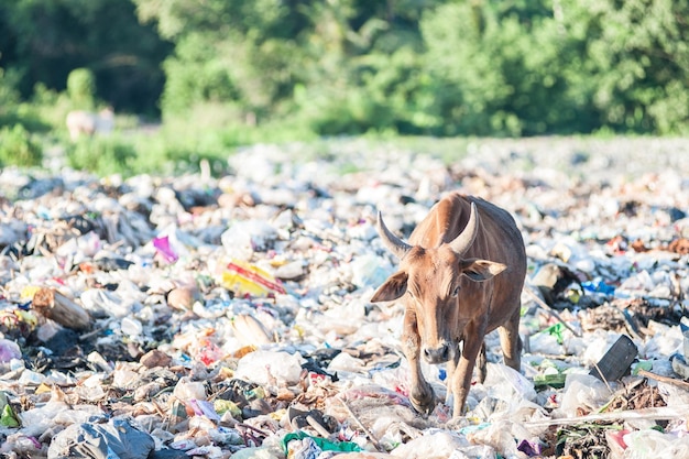 Las vacas comen comida en las pilas de basura.