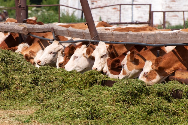 Foto las vacas comen ensilaje
