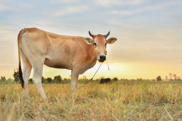 Las vacas comen hierba por placer