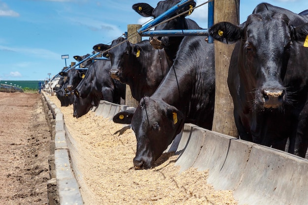 Foto vacas comendo feno em uma gaiola com um céu azul ao fundo