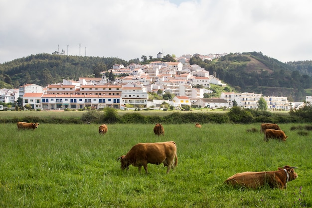 Vacas comendo grama em Odeceixe