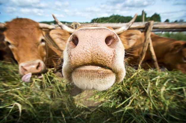 Vacas comendo palha.