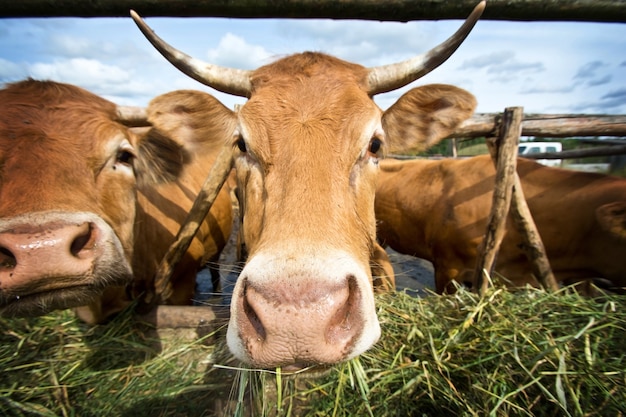 Vacas comendo palha.