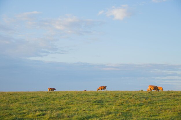 vacas comiendo en un campo