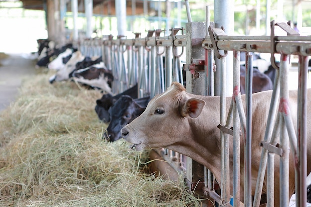 Vacas comiendo heno en establo