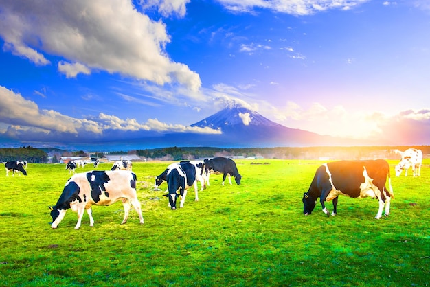 Vacas comiendo hierba exuberante en el campo verde frente a la montaña fuji