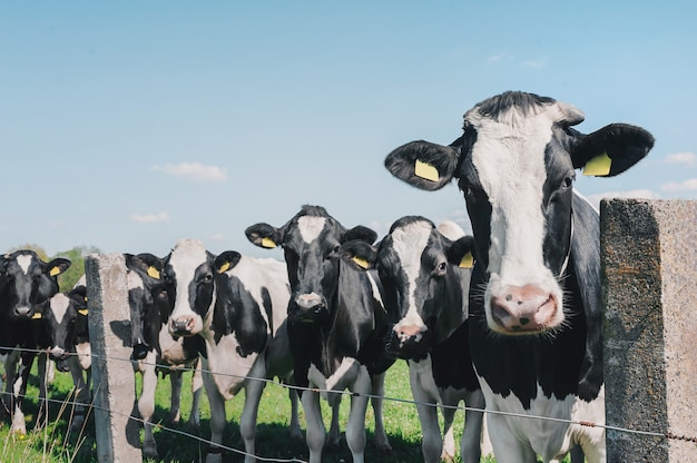 Foto vacas contra o céu e grama verde