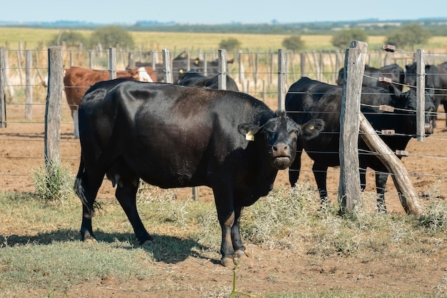 Vacas en el corral de vacas Producción argentina de carne