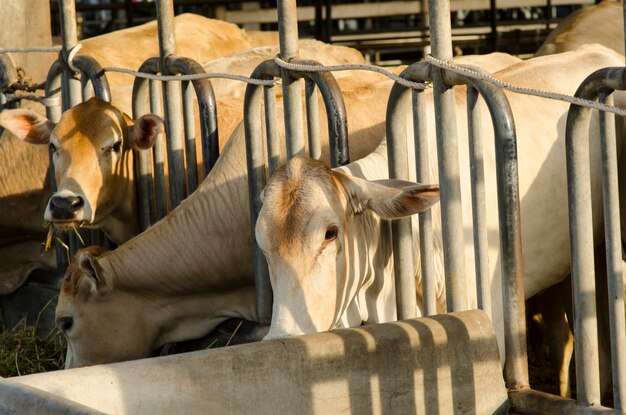 Foto vacas en un corral