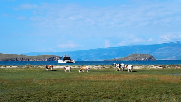 Vacas correndo no campo com um iate ao fundo