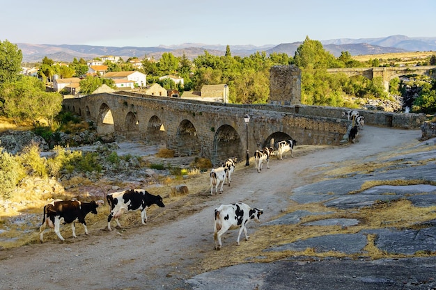 Vacas cruzando un puente de piedra medieval al atardecer en un día soleado Puente Congosto Salamanca