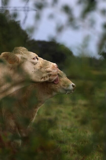 Foto las vacas se curan entre sí.