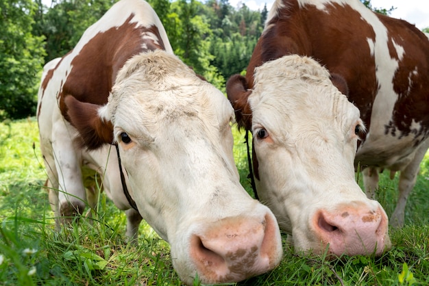 Vacas curiosas no campo olhando para a câmera