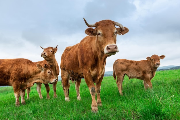 Vacas curiosas olhando para câmera pastando rebanho de vacas com jovens na grama verde