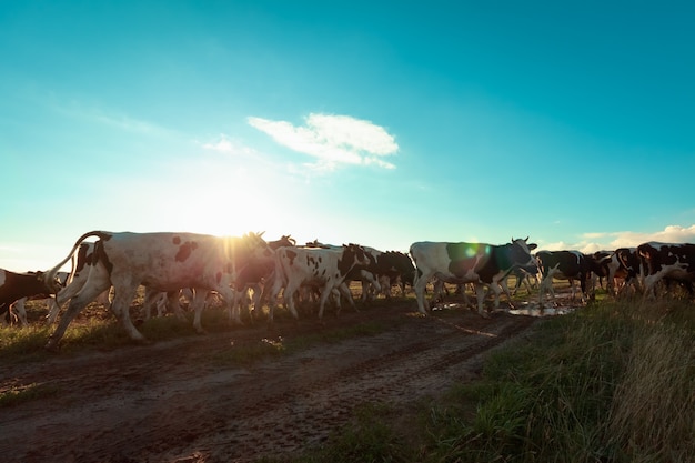 Foto vacas da fazenda coletiva na estrada à luz do sol ao pôr do sol