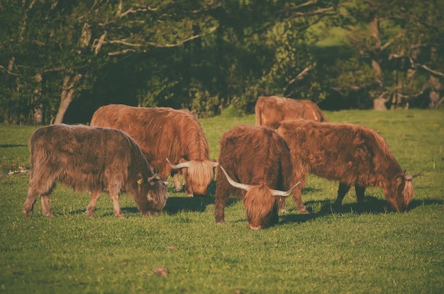 Vacas das montanhas da Escócia