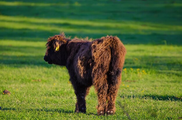 Vacas das montanhas da escócia