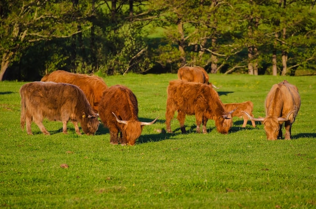 Vacas das montanhas da Escócia