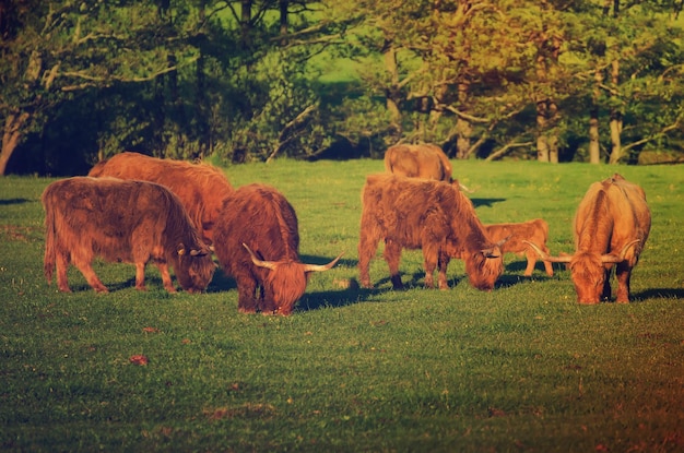 Vacas das montanhas da Escócia