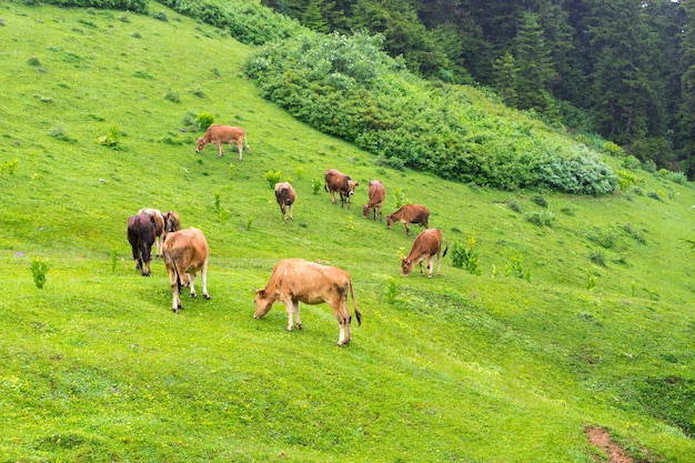 Vacas das montanhas em um campo, Giresun, Turquia