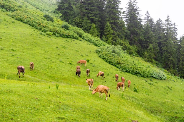 Vacas das montanhas em um campo, Giresun, Turquia