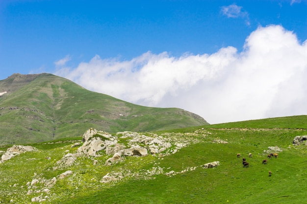 Vacas das montanhas em um campo, giresun, turquia