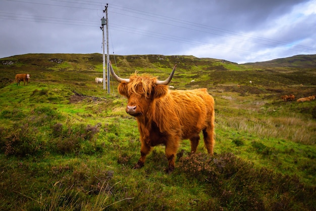 Foto vacas das terras altas na ilha de skye