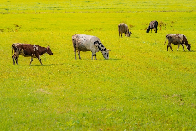 Vacas de animais domésticos pastam em um prado verde Vaca de animais domésticos