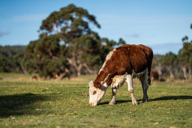 Vacas de carne e bezerros a pastar grama na primavera