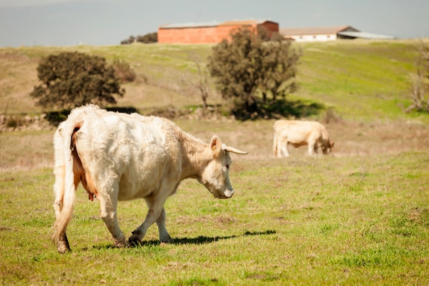 Vacas de carne pastando nas pastagens