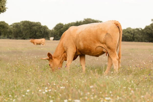 Vacas de carne pastando nas pastagens