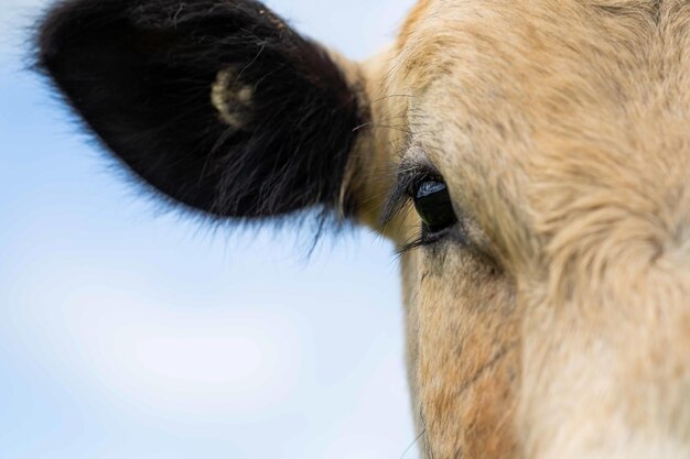 Vacas de corte e touros que pastam na grama verde na Austrália, as raças incluem speckle park murray grey angus e brangus