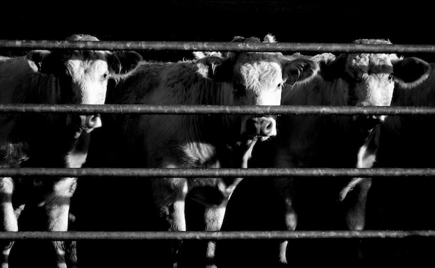 Vacas de pé em frente à cerca em caneta