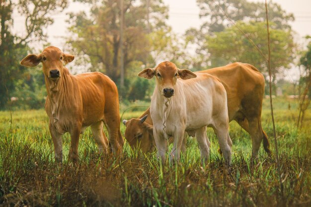 Foto vacas de pé em um campo gramado durante o pôr-do-sol