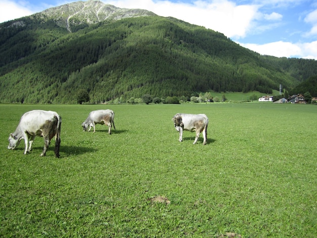 Vacas de pé em um campo gramado