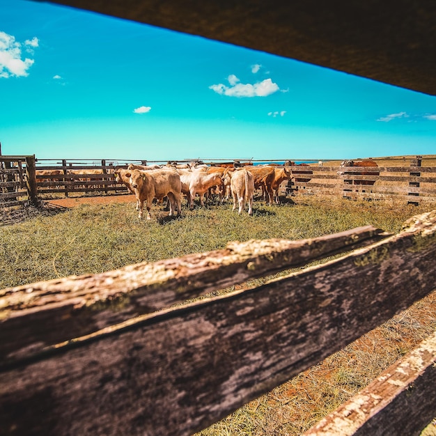 Vacas de pé no campo contra o céu azul