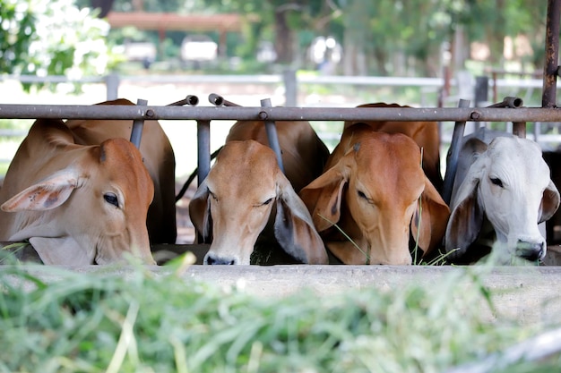 Foto vacas de pé no chão