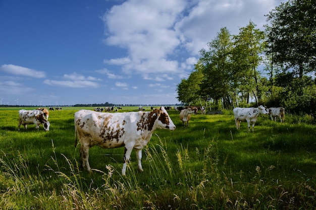 Vacas de pé num campo