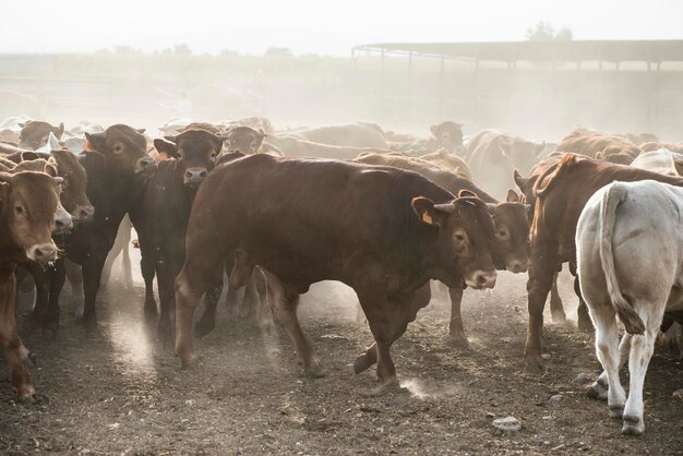 Vacas de pé num campo