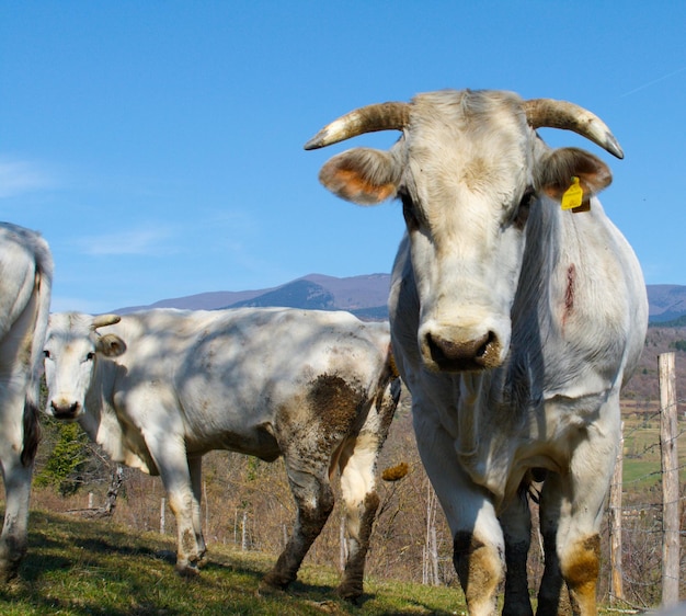 Foto vacas de pé num campo