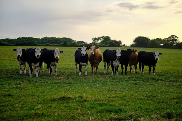 Foto vacas de pé num campo