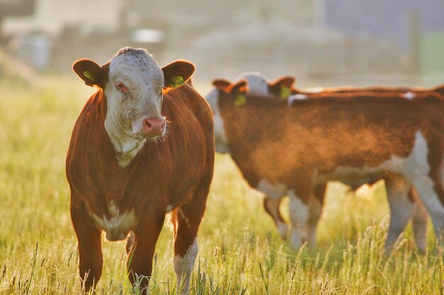 Foto vacas de pé num campo