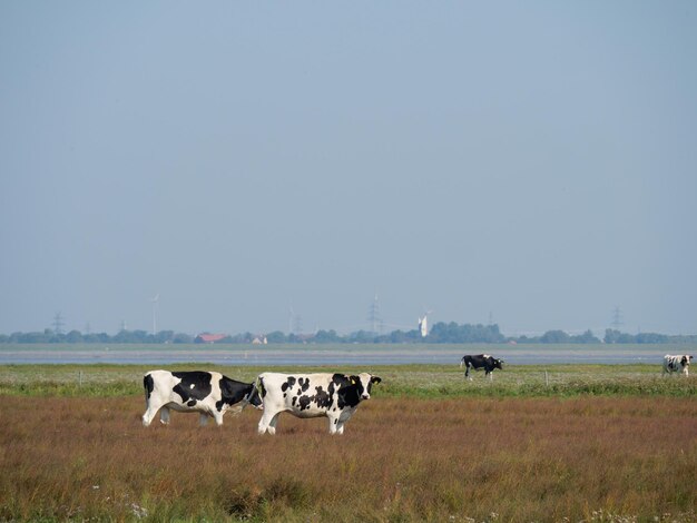 Vacas de pé num campo