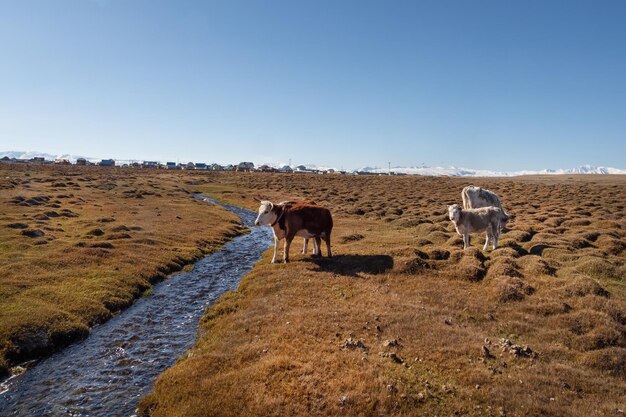 Vacas de pé perto da água no campo de outono